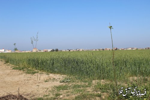12 هزار اصله نهال در محور آق قلا به بندر ترکمن کاشته شد