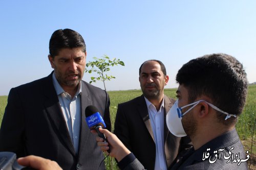 12 هزار اصله نهال در محور آق قلا به بندر ترکمن کاشته شد