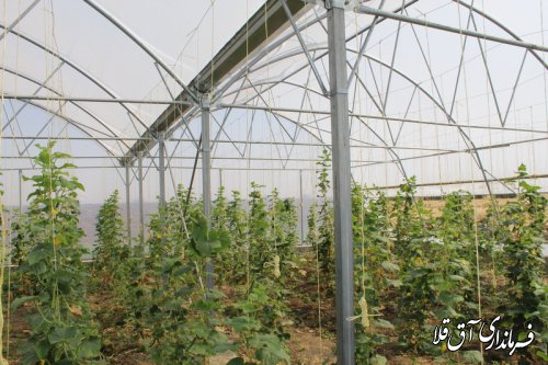 گلخانه کوچک مقیاس با اعتبار 110 میلیون تومان در روستای یلمه خندان شهرستان آق قلا افتتاح شد